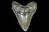Fossil Megalodon Tooth - Georgia #104563-1